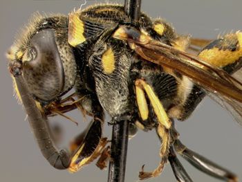 Media type: image;   Entomology 31075 Aspect: head frontal view 3